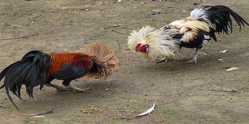 Tầm quan trọng của việc tập luyện cho gà đá